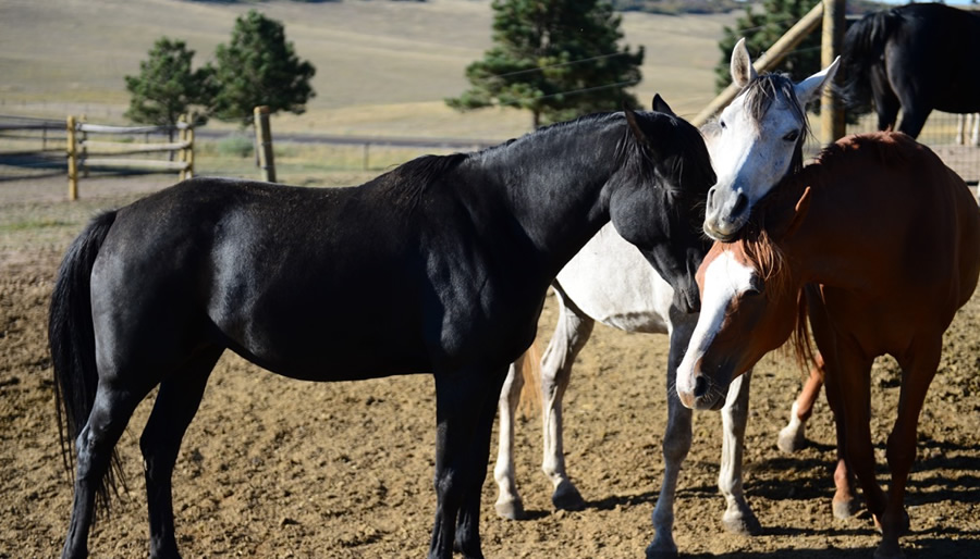 Son Bride Ranch Life 003