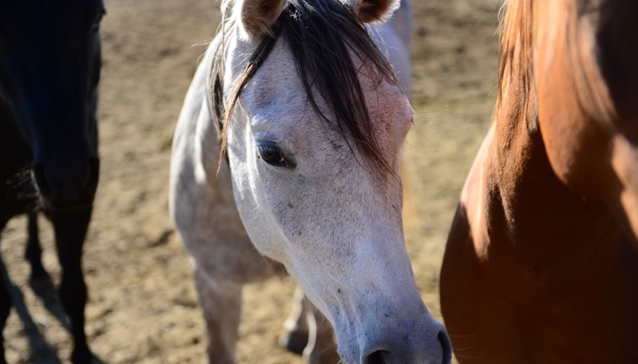 Son Bride Ranch Life 007