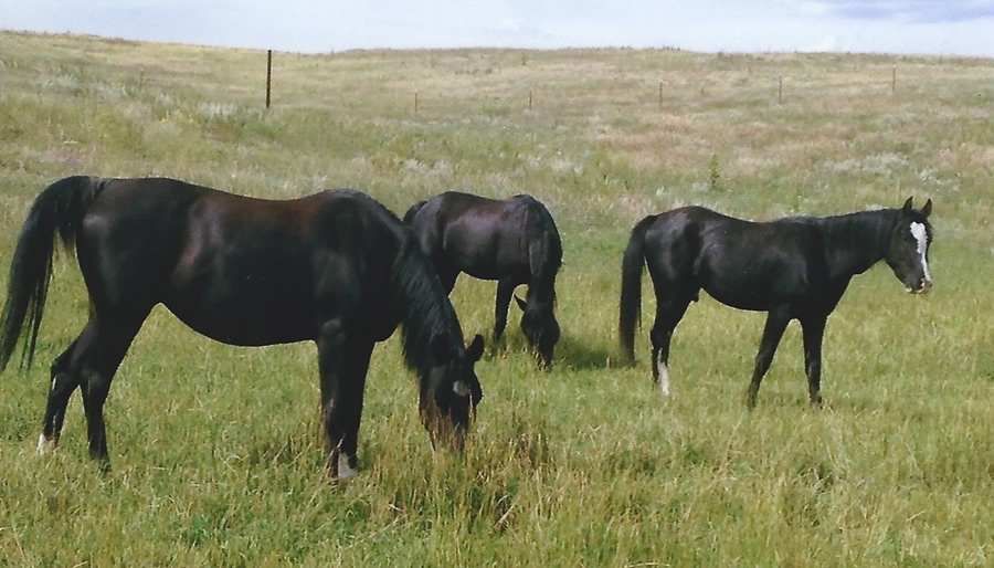Son Bride Ranch Life 011