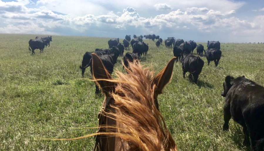 Son Bride Ranch Life 016